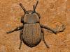 Asida sabulosa